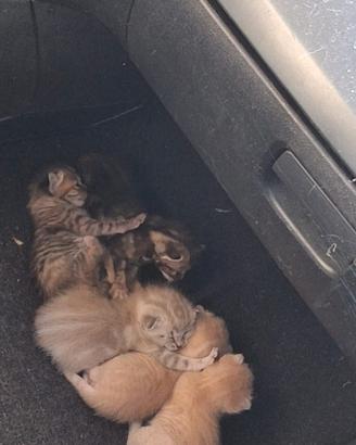 4 gattini piccoli di quasi un mese