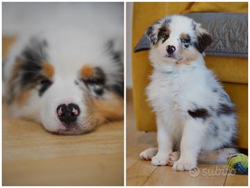 Australian Shepherd Pastore Australiano