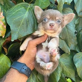 maschietto chihuahua pelo lungo pedigree enci 