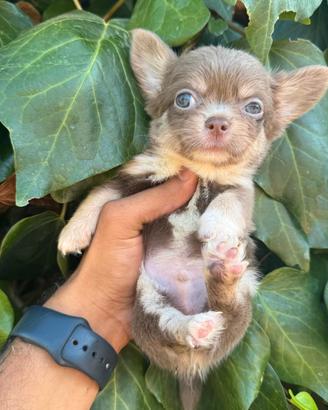 maschietto chihuahua pelo lungo pedigree enci 