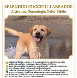 Labrador