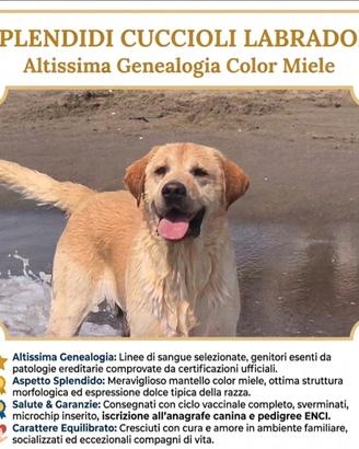 Labrador