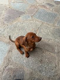 Cuccioli di bassotto tedesco