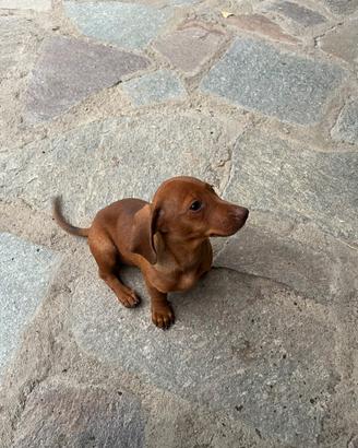 Cuccioli di bassotto tedesco