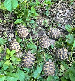 Tartarughe di terra piccole Hermanni