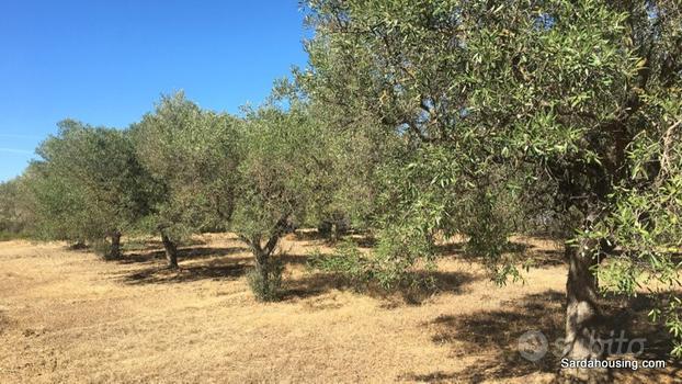 Oliveto in produzione a Soleminis