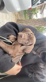 Cucciolotta circa due mesi