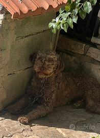 Lagotto romagnolo