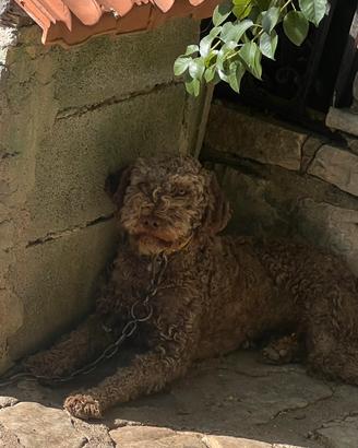 Lagotto romagnolo