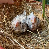 Calopsite da imbecco