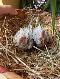 Calopsite da imbecco