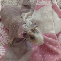 Skinny cavia nuda porcellini