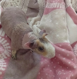Skinny cavia nuda porcellini