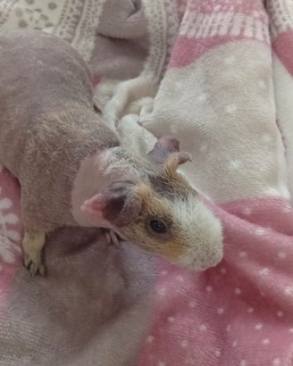 Skinny cavia nuda porcellini