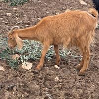 Capre con capretti sotto