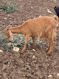 Capre con capretti sotto