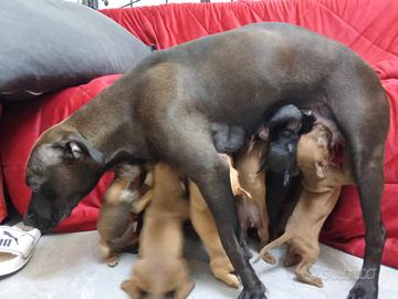 Cuccioli pitbull