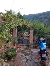 Terreno con ulivi e piante da frutto