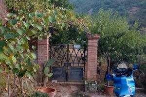 Terreno con ulivi e piante da frutto