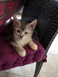 Gatto Munchkin zampe lunghe
