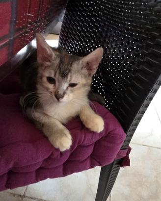 Gatto Munchkin zampe lunghe