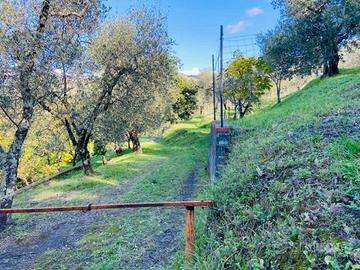 Uliveto e frutteti
