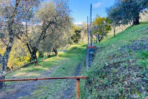 Uliveto e frutteti