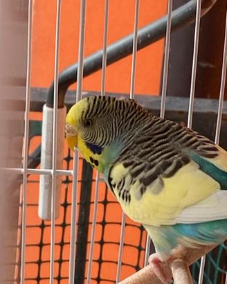 Cocorite a prezzo basso