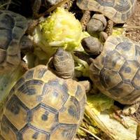 Tartarughe di terra