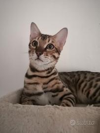 Bengala cucciolo