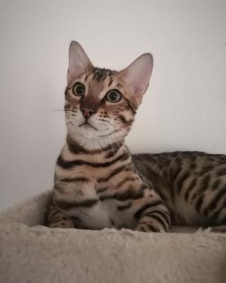 Bengala cucciolo