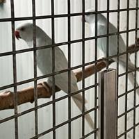 Coppia di pdc diluiti