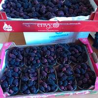  gelsi neri raccolti manualmente