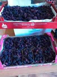  gelsi neri raccolti manualmente