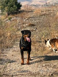 Rottweiler per monta