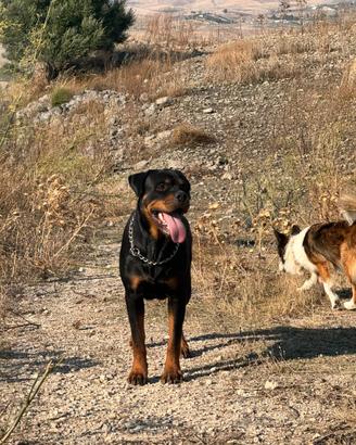 Rottweiler per monta