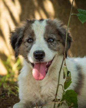 Cucciolo femmina border collie merle due mesi