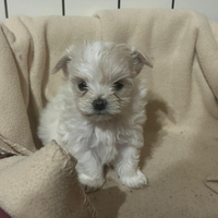 Cucciolo di maltese toy femmina