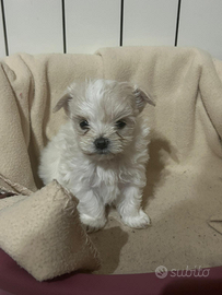 Cucciolo di maltese toy femmina