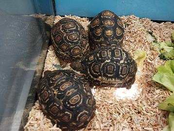 Tartarughe pardalis