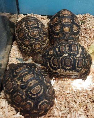 Tartarughe pardalis