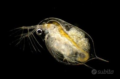 Daphnie Daphnia Magna Dafnie dafnia cibo acquario