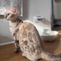 Gattino bengala di 9 mesi snow