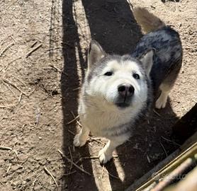 Siberian Husky femmina adulta con pedigree ENCI
