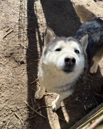 Siberian Husky femmina adulta con pedigree ENCI