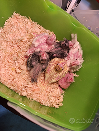 Calopsite allevati a mano