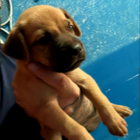 Incrocio boxer pitbull