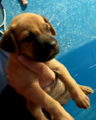 Incrocio boxer pitbull