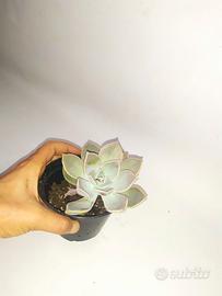 pianta grassa molto resistente 