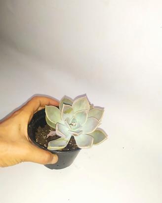 pianta grassa molto resistente 